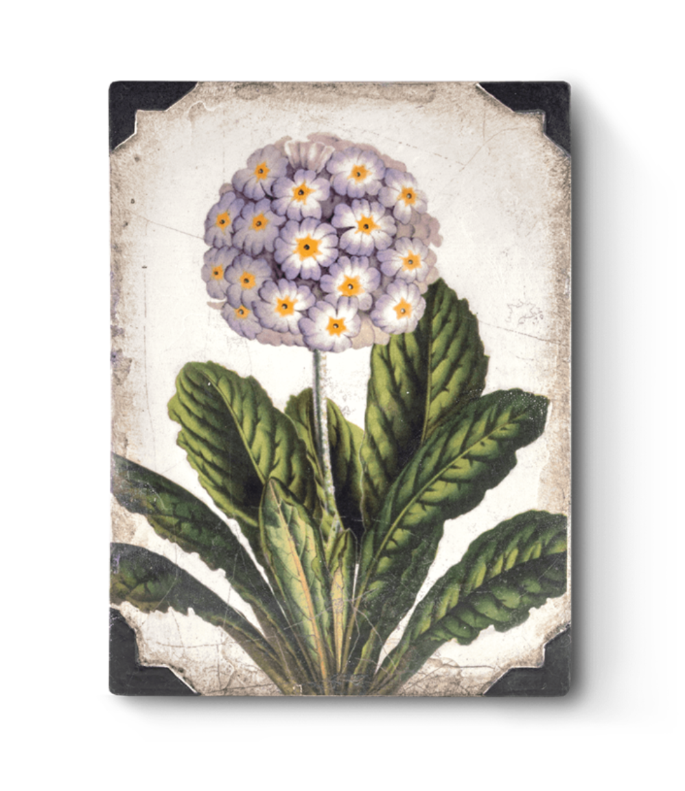 Sid Dickens Memory Block T460 First Bloom SPRING 2019 – THE TRANSFORMATION COLLECTION